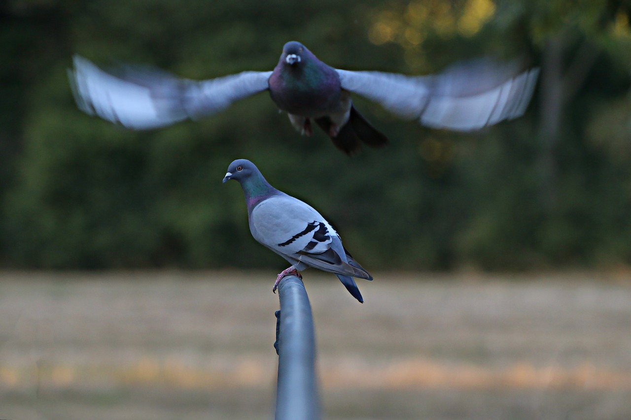 Che cosa fare contro gli uccelli infestanti: il caso dei piccioni