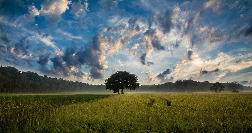 Genesi: la mostra fotografica alla mole Vanvitelliana che racconta lo spettacolo della natura e la sua fragilità