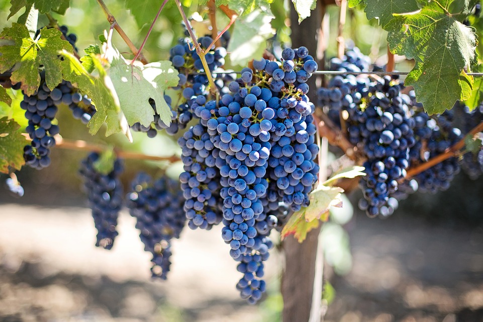 La vendemmia nell’anconetano: i dati di Coldiretti