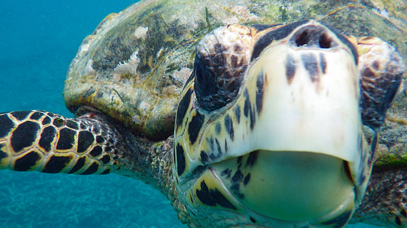 Resort alle Maldive: tra sogno e realtà