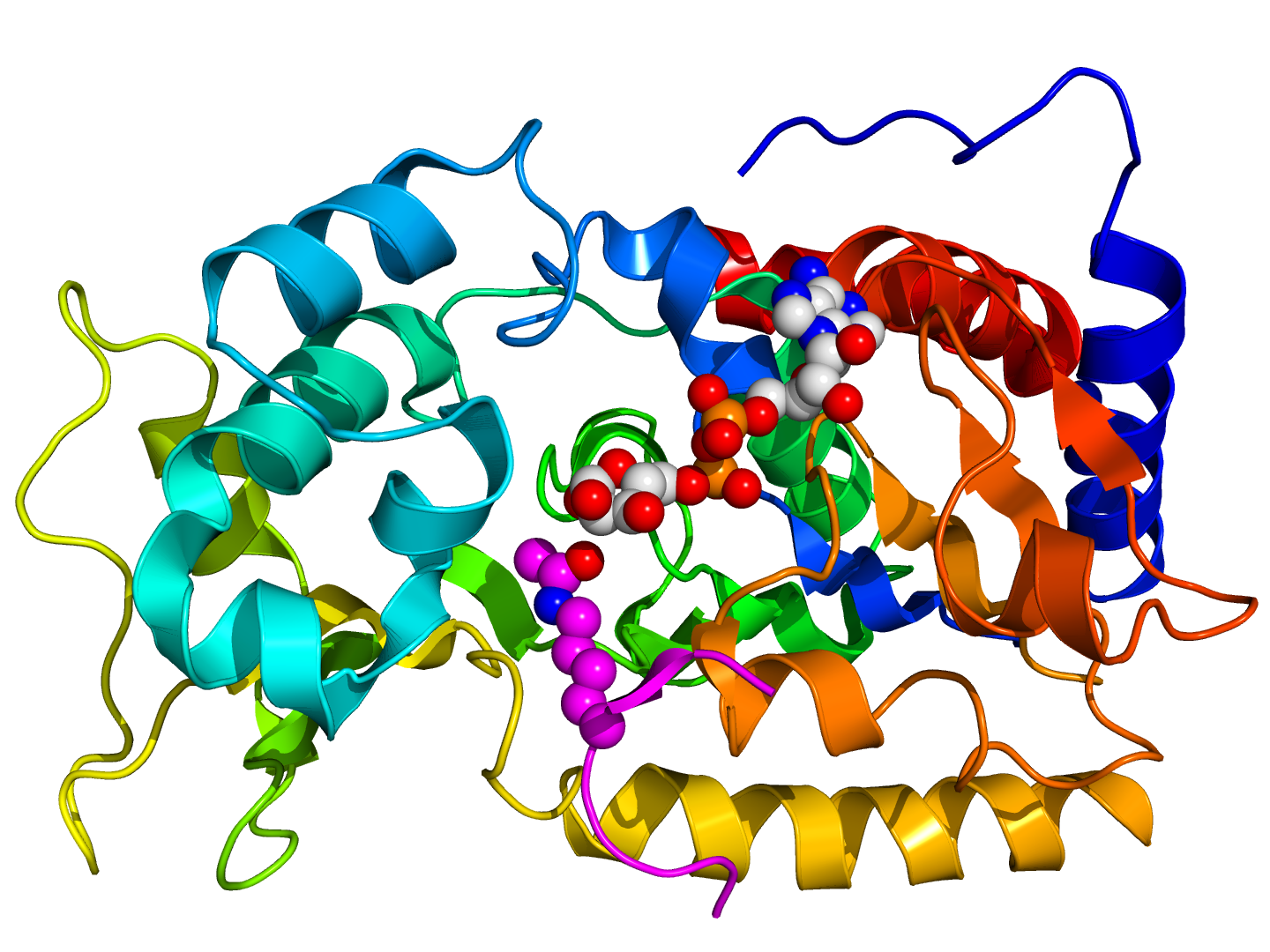 Sirt500, il potere delle sirtuine: proteine anti-invecchiamento e anti-virali